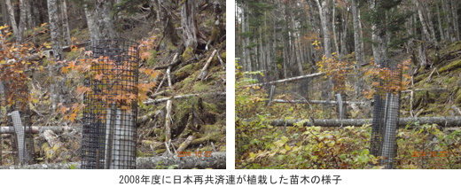 2008年度に日本再共済連が植栽した苗木の様子